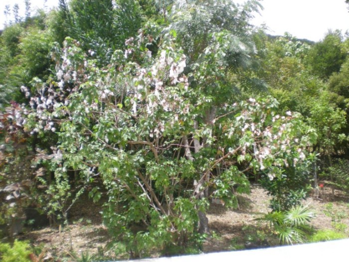 Vols de coton au Vent de&nbsp;l&rsquo;île