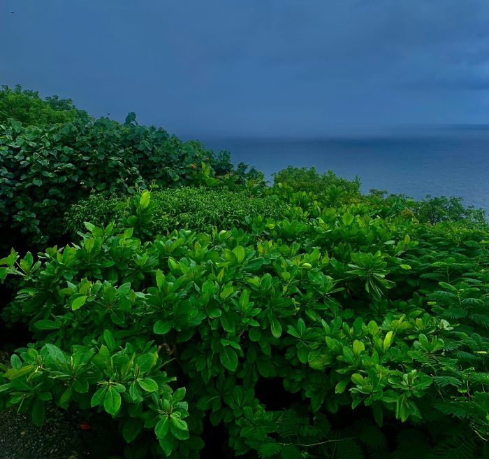 Pierre QUESTEL &laquo;&nbsp;le Manchot&nbsp;&raquo; et sa&nbsp;descendance,